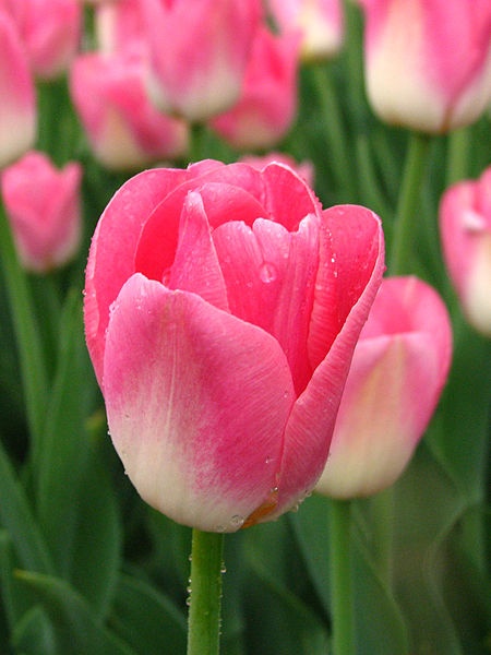 Tulips blooming in Moscow (photo rom Wikimedia Commons)