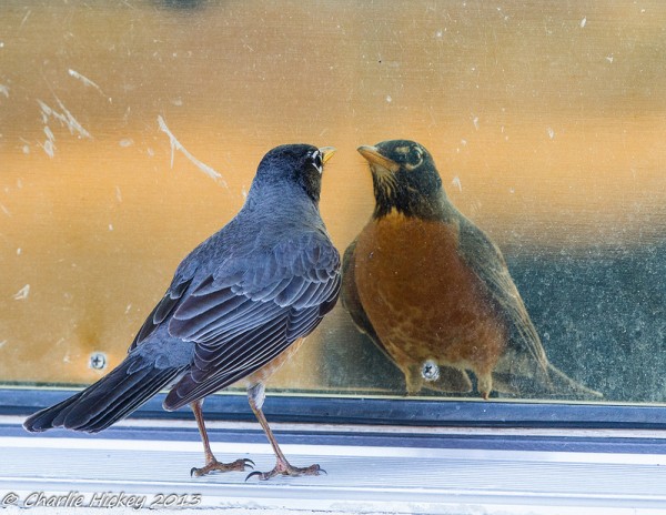 Robin staring down his reflection (photo by Charlie Hickey)