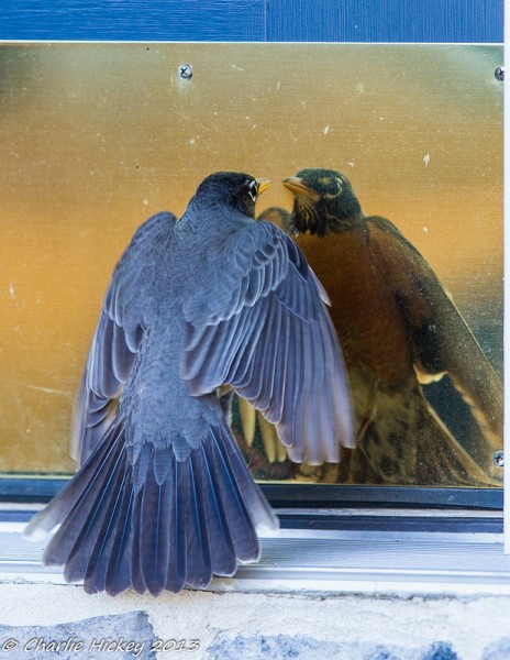 Robin threatening his own reflection (photo by Charlie Hickey)