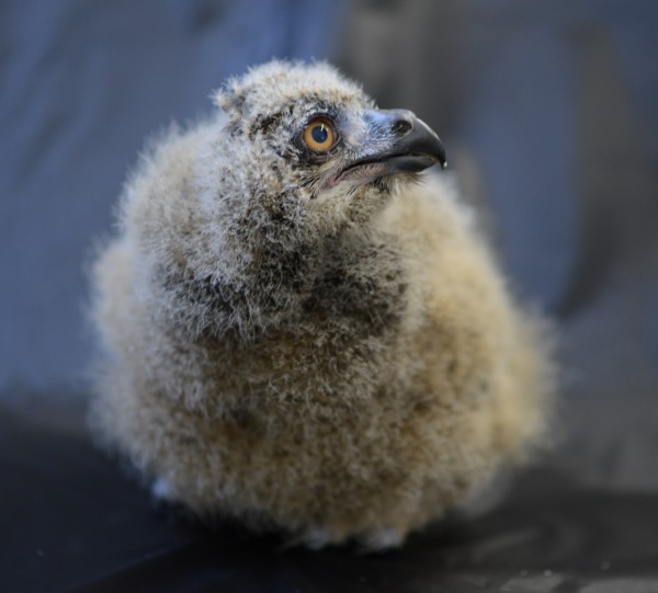 Eurasian Eagle Owl baby at the National Aviary (photo courtesy of the National Aviary)