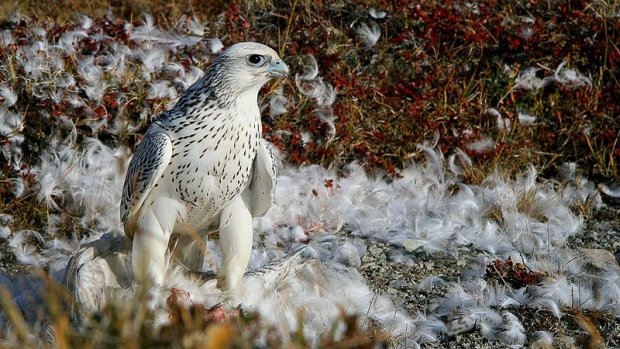 Gyrfalcon in western Greenland (photo form Wikimedia Commons)