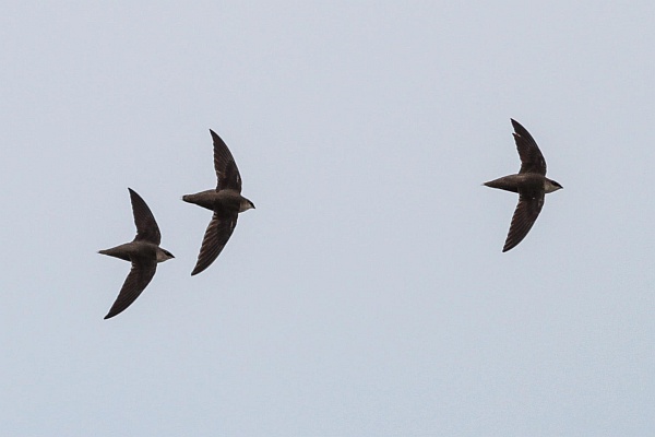 Chimney swift trio (photo by Jeff Davis)