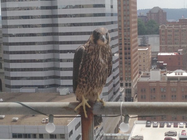 Rescued peregrine waits for Mom & Dad to feed him Downtown, 30 May 2013 (photo by Amanda McGuire)