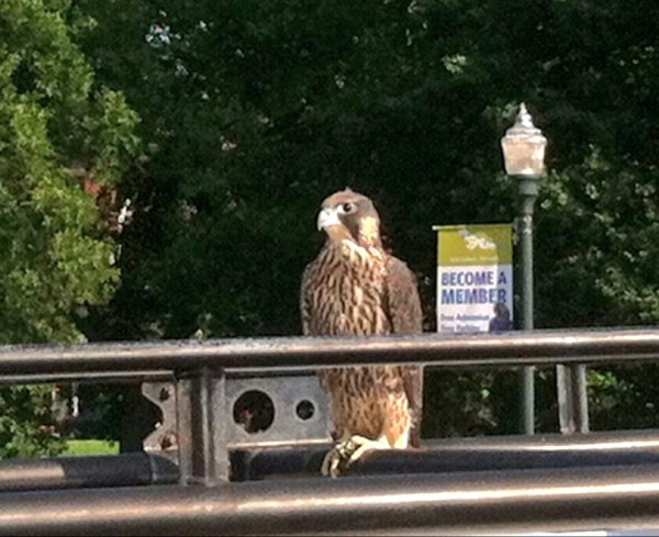 Fledgling Peregrine from Downtown on car roof  (photo by Ericka Houck))