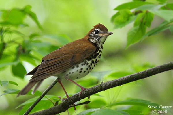 Wood Thrush (photo by Steve Gosser, 2008)