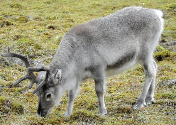Svalbard reindeer (photo from Wikimedia Commons)