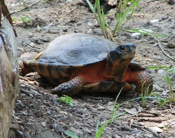 turtle_woodturtle_rsz2_wikiWood Turtle (photo from Wikimedia Commons)