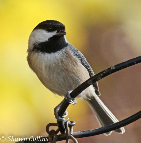 Black-capped chickadee (photo by Shawn Collins)