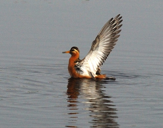 Red phalarope, Barrow, Alaska (photo from Wikimedia Commons)