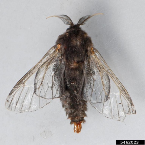 Bagworm moth (photo by Mark Dreiling, Retired, Bugwood.org)