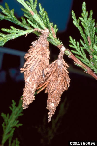 moth_bagworms_in_cedar_1860096_rsz_bugwoodTwo bagworm moths overwintering on a cedar (photo by Lacy L. Hyche, Auburn Univ, Bugwood.org)