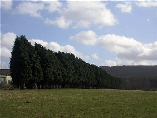 Leylandii hedgerow (photo from Wikimedia Commons)