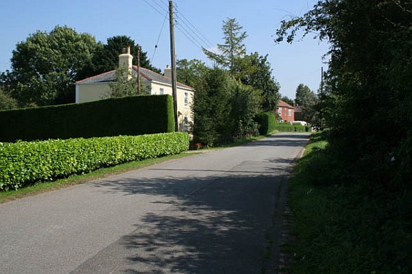 Leylandii, Roman Bank, Holbeach Hurn (photo from Wikimedia Commons)