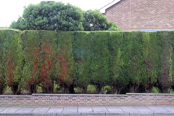 Well-trimmed Leylandii in Chilwell (photo from Wikimedia Commons)