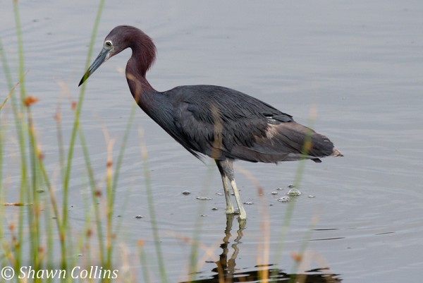 Little blue heron adult (photo by Shawn Collins)