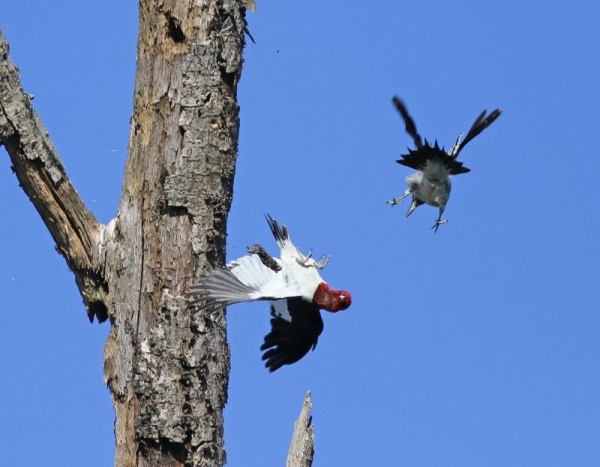 Juvenile red-headed woodpecker attacks an adult (photo by Chris Saladin)