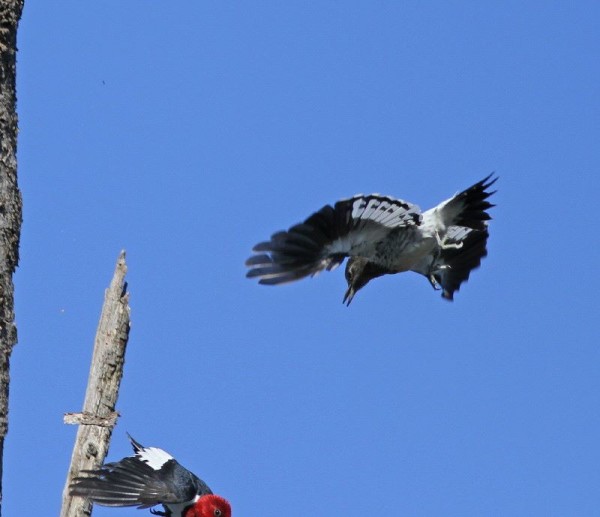 Juvenile red-headed woodpecker chases adult (photo by Chris Saladin)