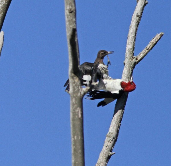 Juvenile and adult Red-headed woodpeckers fighting (photo by Chris Saladin)