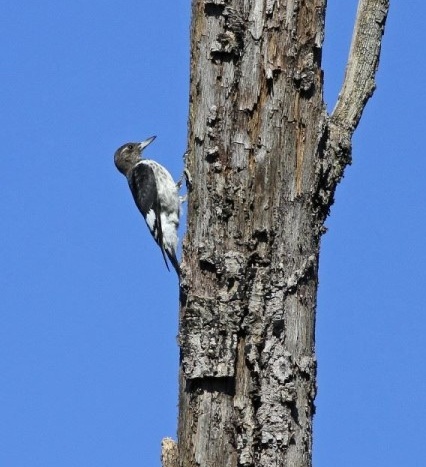 Juvenile red-headed woodpecker (photo by Chris Saladin)