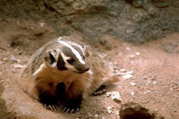 Badger (photo from Wikimedia Commons)