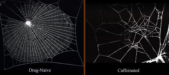 Spider webs with and without the spide on caffeine (photo from Wikipedia)