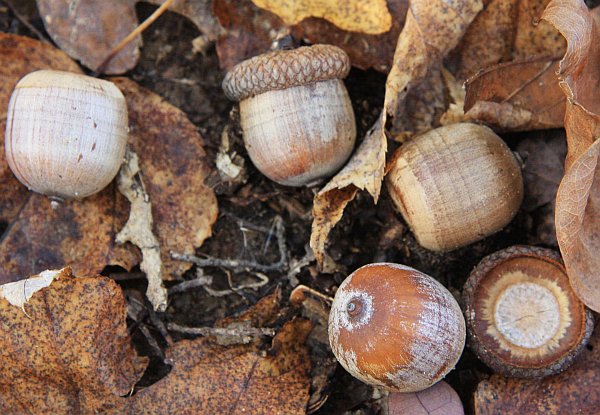 Acorns of northern red oak (photo from Wikimedia Commons)