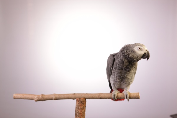 African Grey Parrot (photo courtesy Joe Brunette/©2013 THIRTEEN Productions LLC))
