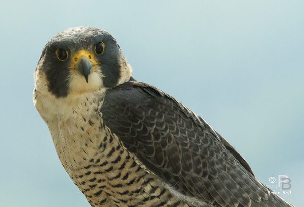 Peregrine falcon, Dorothy (photo by Peter Bell)