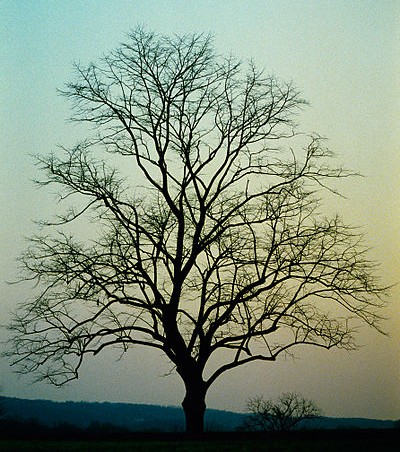 Bare tree at sunset, Philadelphia (photo from Wikimedia Commons)