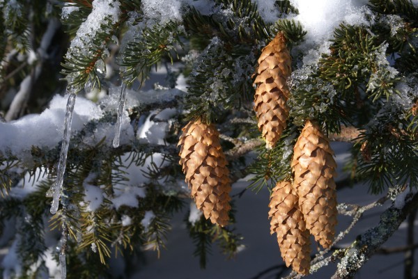 Norway spruce cones (photo by Randi Hausken, Creative Commons license on Flickr)