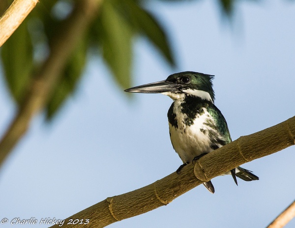 Amazon kingfisher, Costa Rica (photo by Charlie Hickey) 