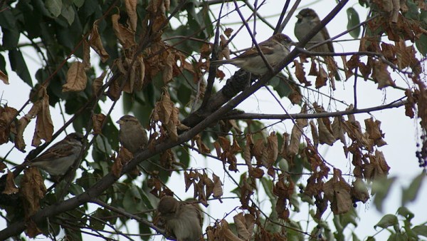 House sparrows in a bush in Saskatoon (photo from Wikimedia Commons)
