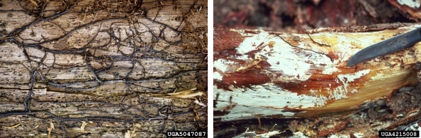 Armillaria rhizomorphs and mycelia (photos from Bugewood.org)