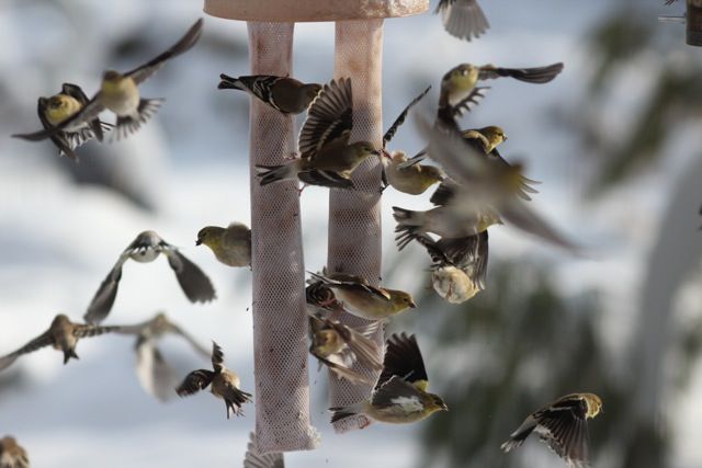 American goldfinches at the feeder (photo by Marcy Cunkelman)