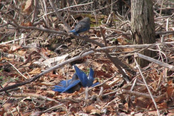 Eastern bluebird fight (photo by Karen DeSantis)