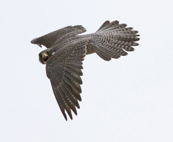 Peregrine shouting in flight (photo by Chad+Chris Saladin)