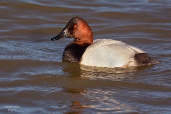 Canvasback (photo by Steve Gosser)