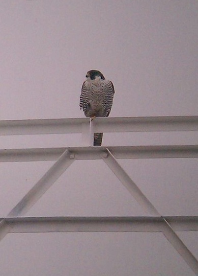 Peregrine at Green Tree water tower, 9 March 2014 (photo by Shannon Thompson)