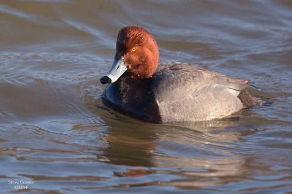 Redhead duck (photo by Steve Gosser)