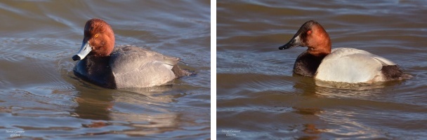 Comparison, redhead and canvasback (photos by Steve Gosser)