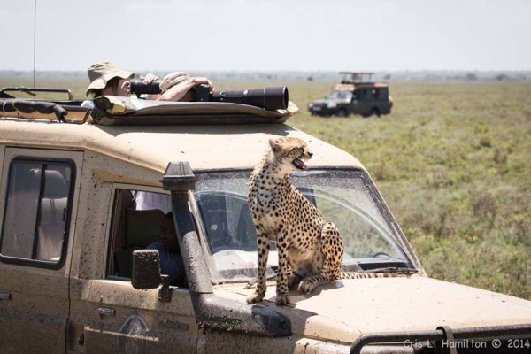 Cheetah on van hood, Tanzania 2014 (photo by Cris Hamilton)