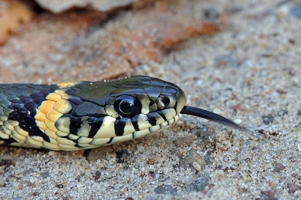 Grass snake (photo from Wikimedia Commons, Creative Commons license)