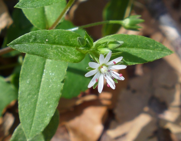 Great chickweed (photo by Kate St. John)