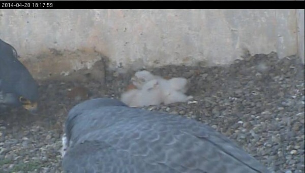 Louie and Dori bow near their three new chicks, 20 April 2014 (photo from the National Aviary falconcam at Gulf Tower)