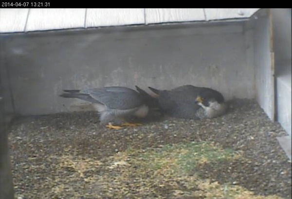 Louie asks, "Is it my turn?" (photo from the National Aviary falconcam at Gulf Tower, Pittsburgh)