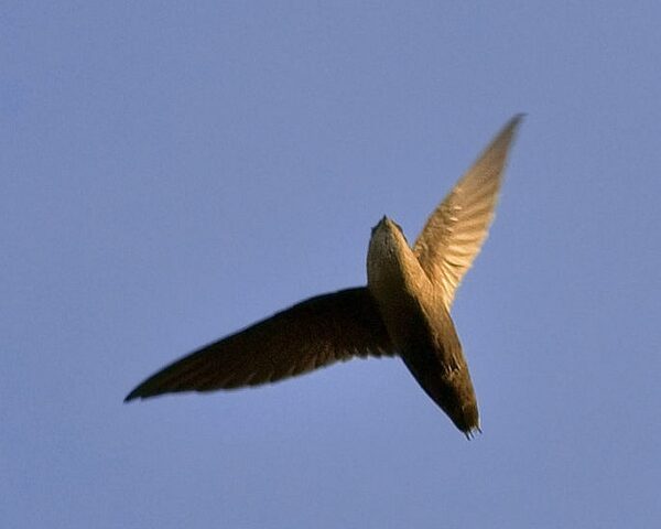 Chimney swift flying in Austin, Texas (photo by Jim McCullough, Creative Commons license, Wikimedia Commons)