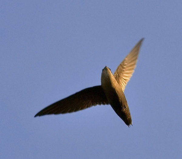 Chimney swift flying in Austin, Texas (photo by Jim McCullough, Creative Commons license, Wikimedia Commons)