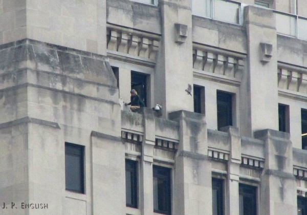 Dori flies in to attack the banders at Gulf Tower (view from Flag Plaza by John English)