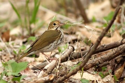 Ovenbird with nesting material, May 2014 (photo by Marcy Cunkelman)