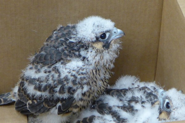 Gulf Tower peregrine chick on Banding Day, 20 May 2014 (photo by Kate St. John)